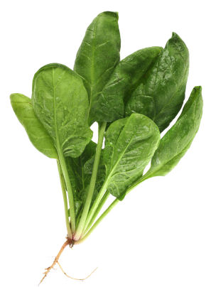 spinach plant id 16189